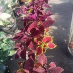 گل‌آرایی گلسرای ستاره در نجف‌آباد