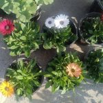 گل‌آرایی گلسرای ستاره در نجف‌آباد
