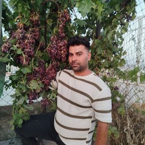 خرید نهال اصلاح‌شده از نهالستان نهالوند میاندوآب _مشاغل ممتاز