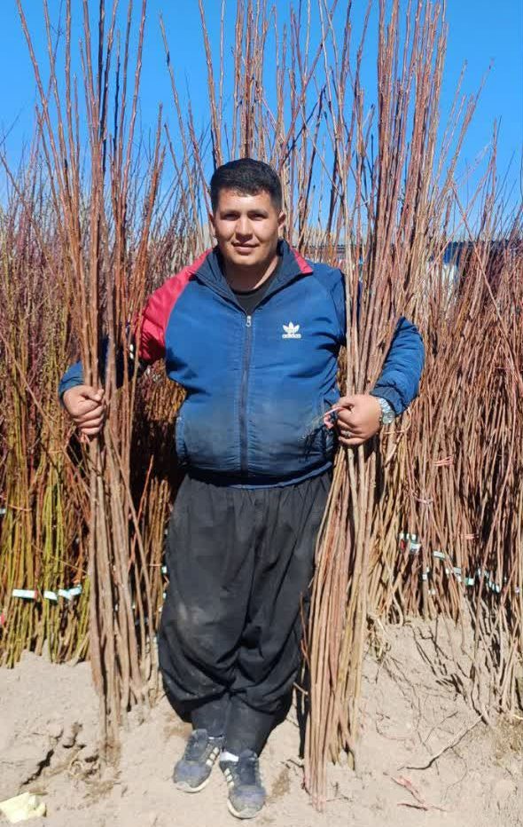 مرکز فروش نهال میوه و نهال اصلاح‌شده در هوره نهالستان امام علی-مشاغل ممتاز