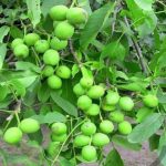 نهالستان بزرگ امام علی در هوره
