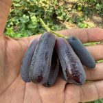 نهالستان نهالوند در میاندوآب