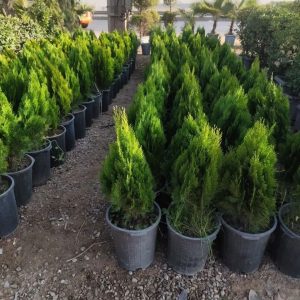 نهالستان رکسانا در شهر ری -مشاغل ممتاز