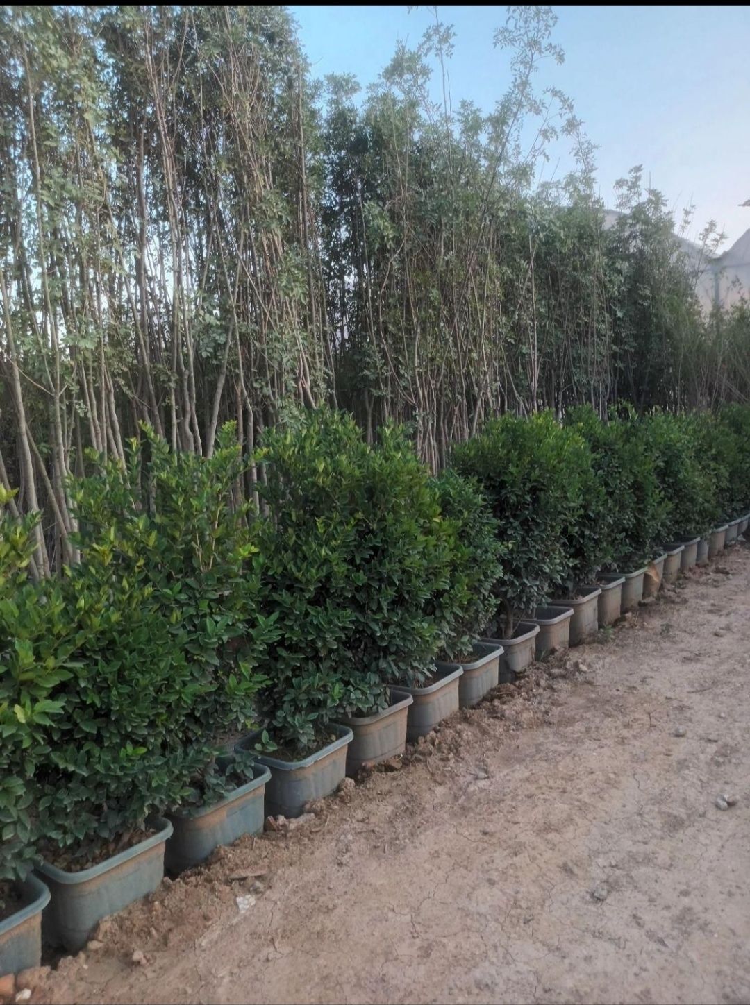 نهال سالم و اصلاح شده در نهالستان رکسانا در شهر ری-مشاغل ممتاز