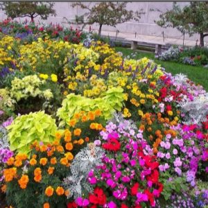 خدمات باغبانی محمدی در تهران-مشاغل ممتاز