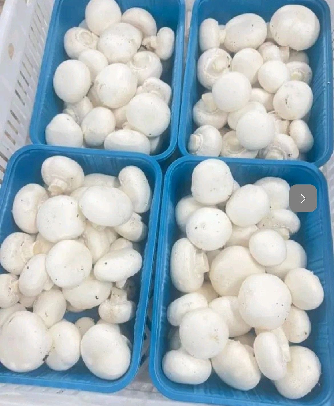 پرورش قارچ دکمه ای در تهران-مشاغل ممتاز