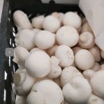 پرورش قارچ دکمه ای قارچام در تهران