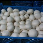 پرورش قارچ دکمه ای قارچام در تهران