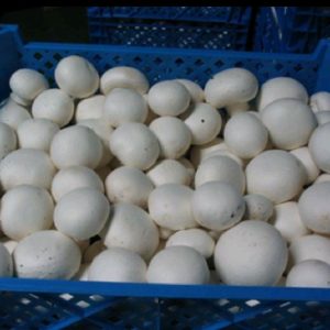 پرورش قارچ دکمه ای قارچام در تهران-مشاغل ممتاز